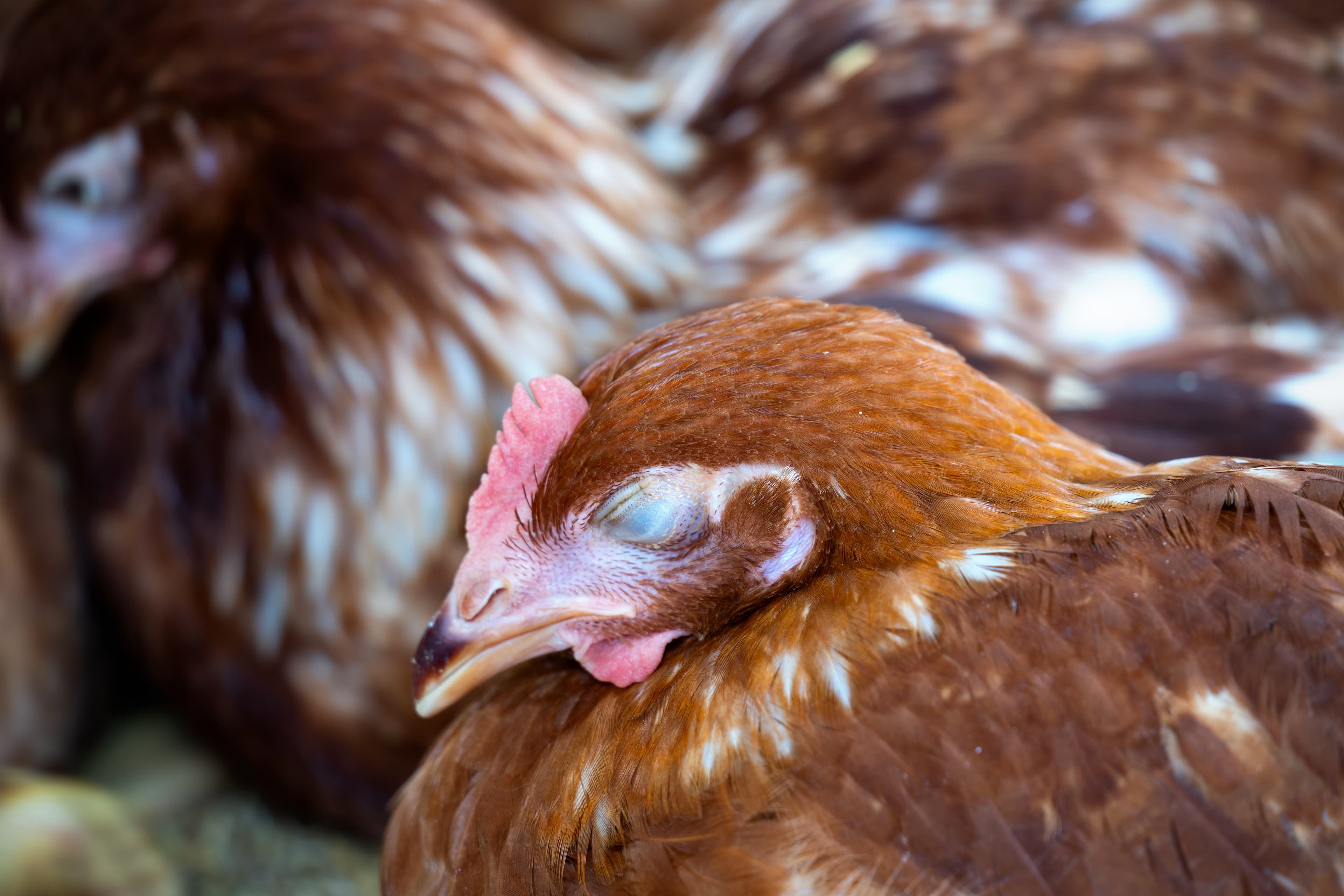 Coccidiose chez les poules : reconnaître les signes et agir vite