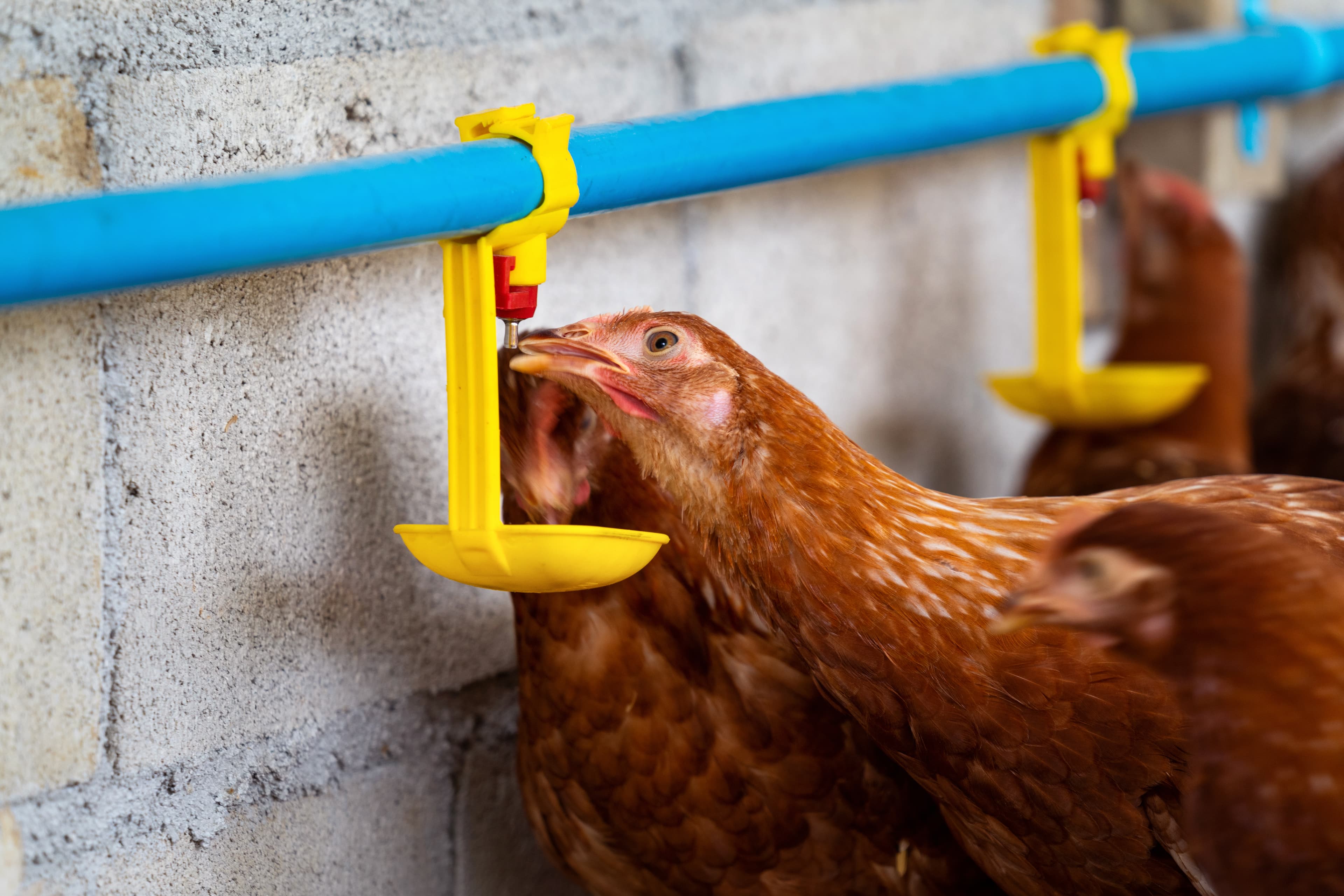 Coup de chaleur chez les poules : urgence, premiers secours et prévention estivale