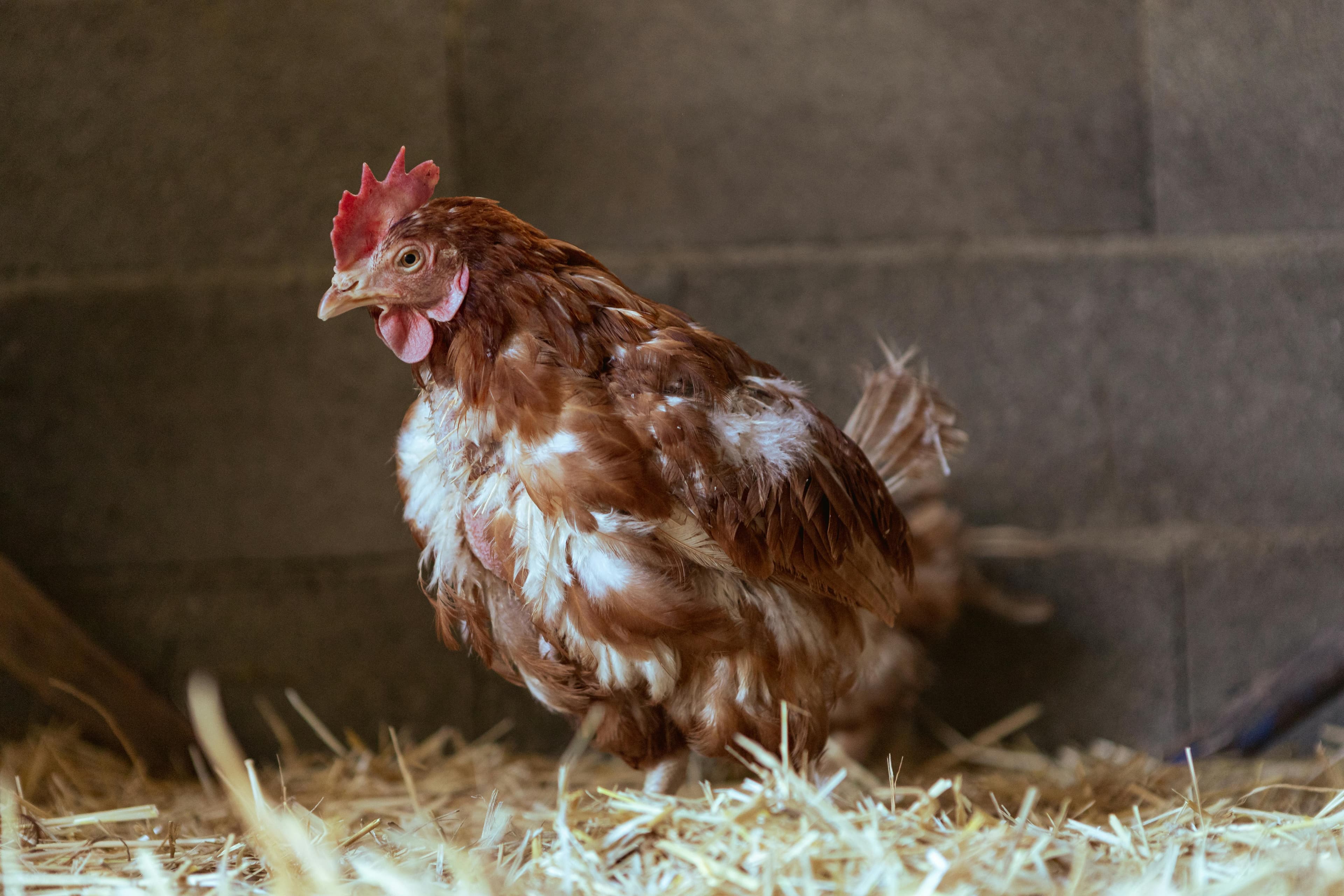 Vers intestinaux chez les poules : symptômes, diagnostic et vermifugation