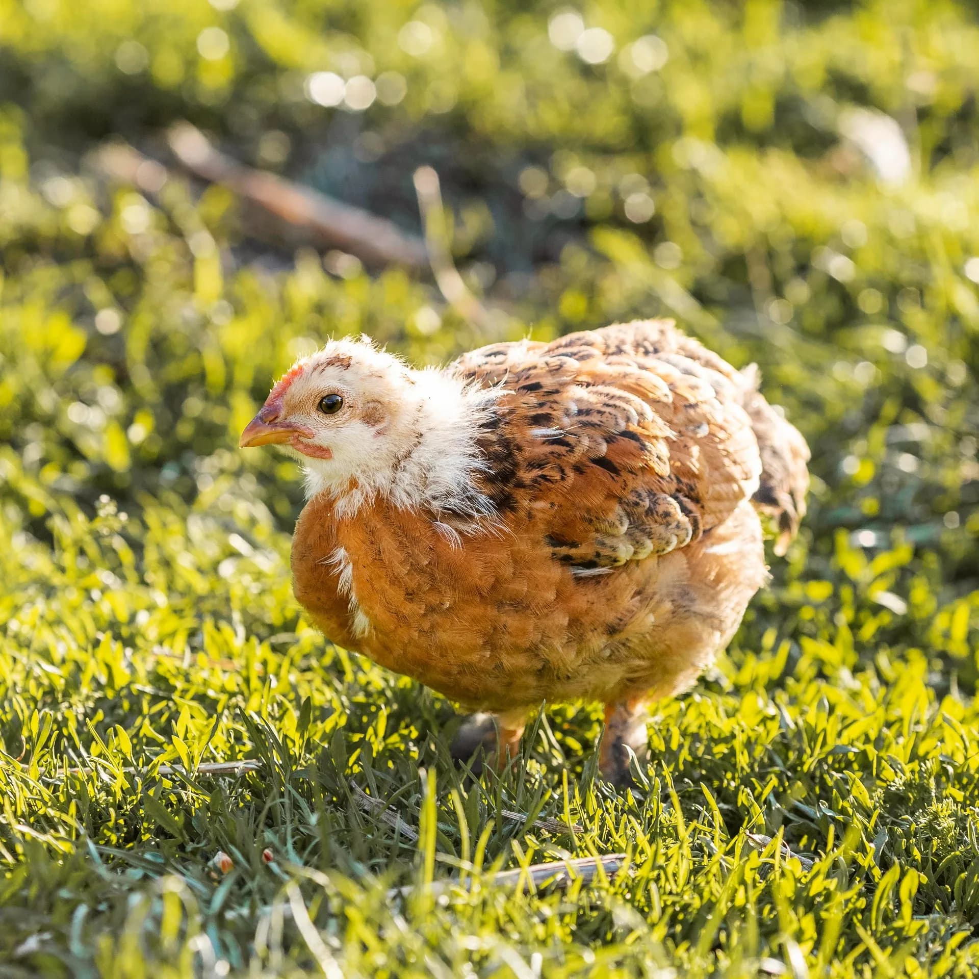 Quelle race de poule choisir pour un petit jardin ?
