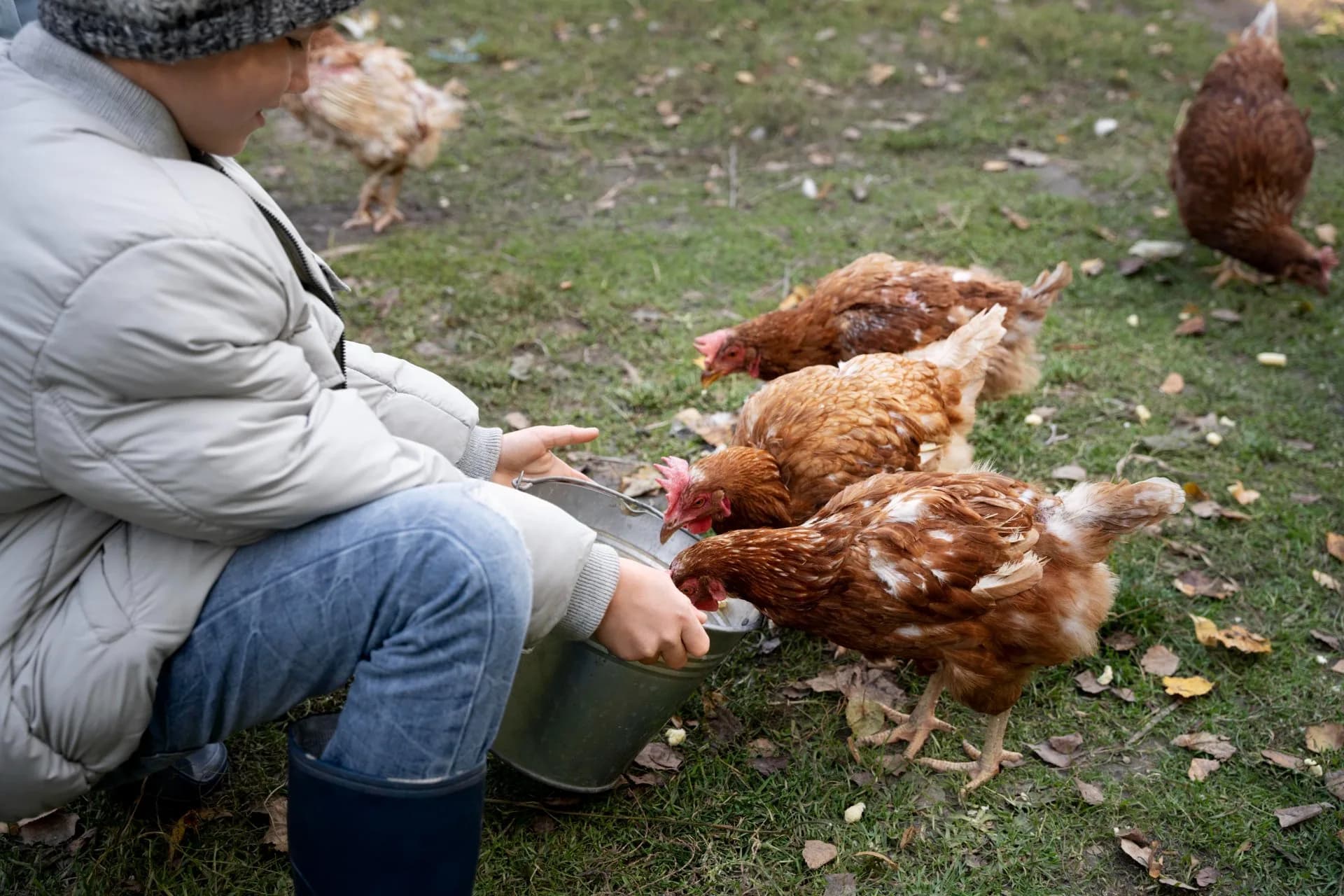 Alimentation naturelle des poules : la règle des 80/20