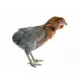 Araucana